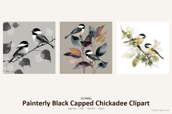 Painterly Black Capped Chickadee Clipart Review